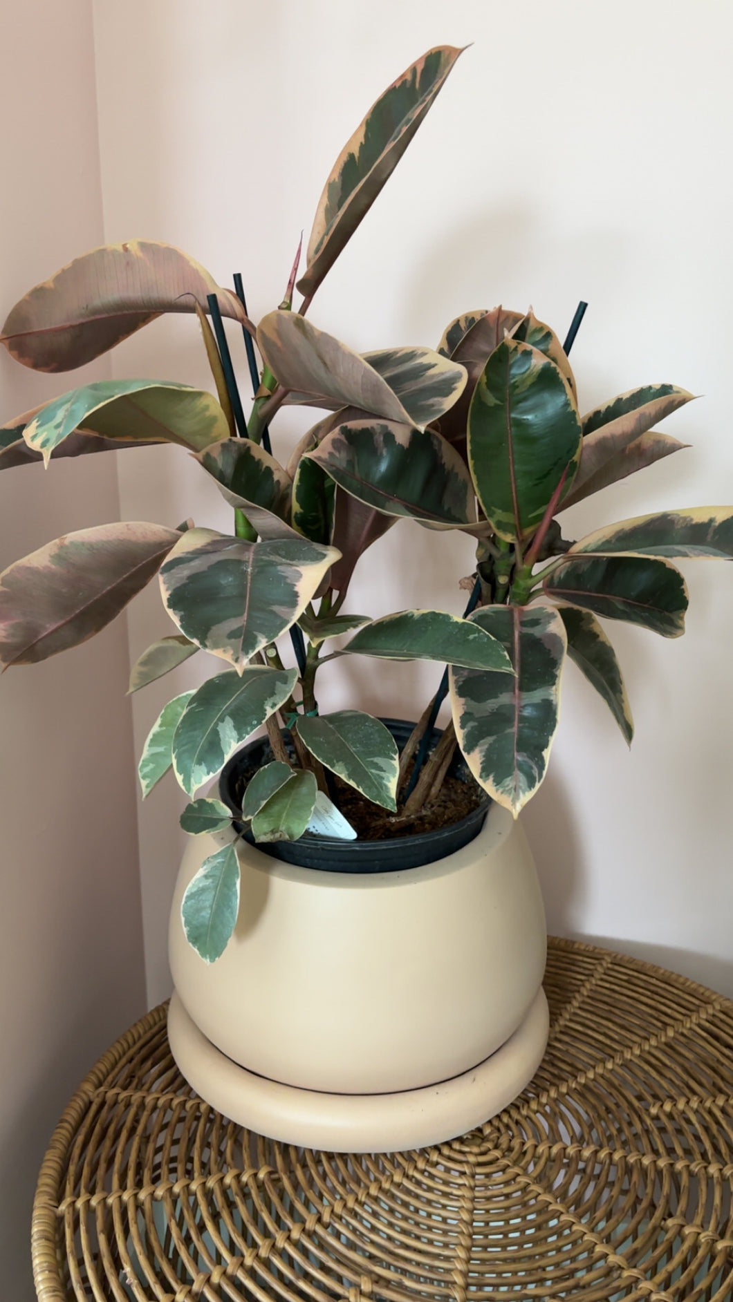 Audrey Fig in Terracotta Pot