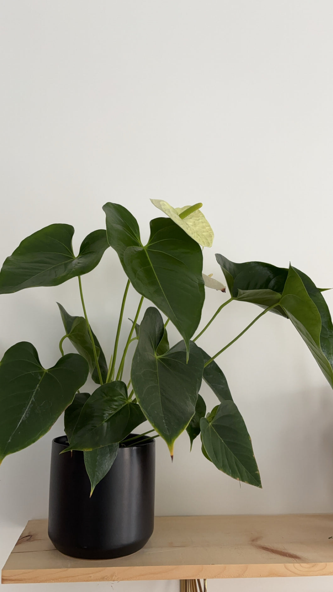 Anthurium in Black Pot