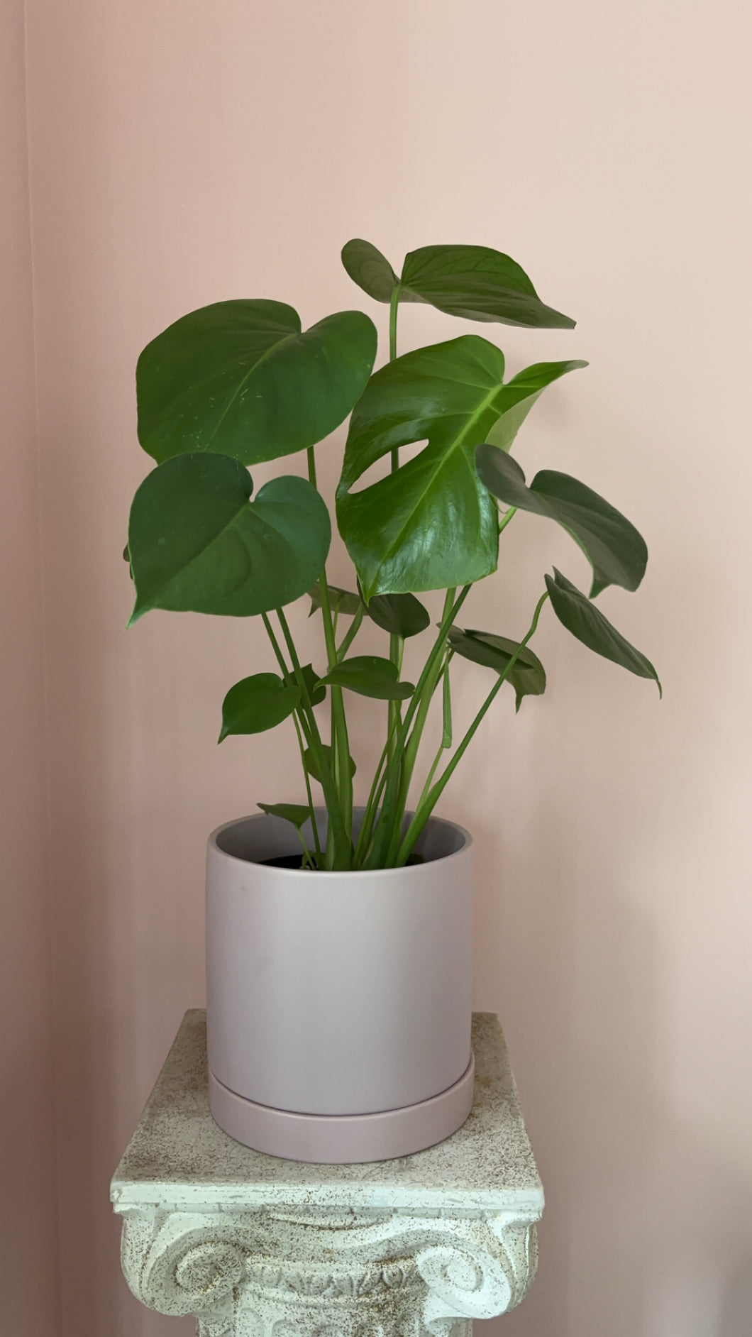 Monstera in Lavender Pot