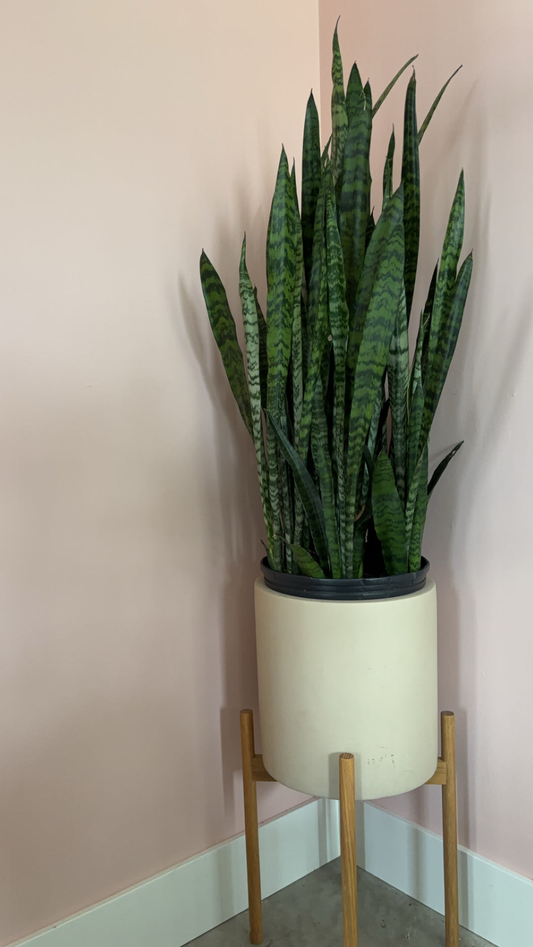 Snake Plant in Taupe Pot with Stand