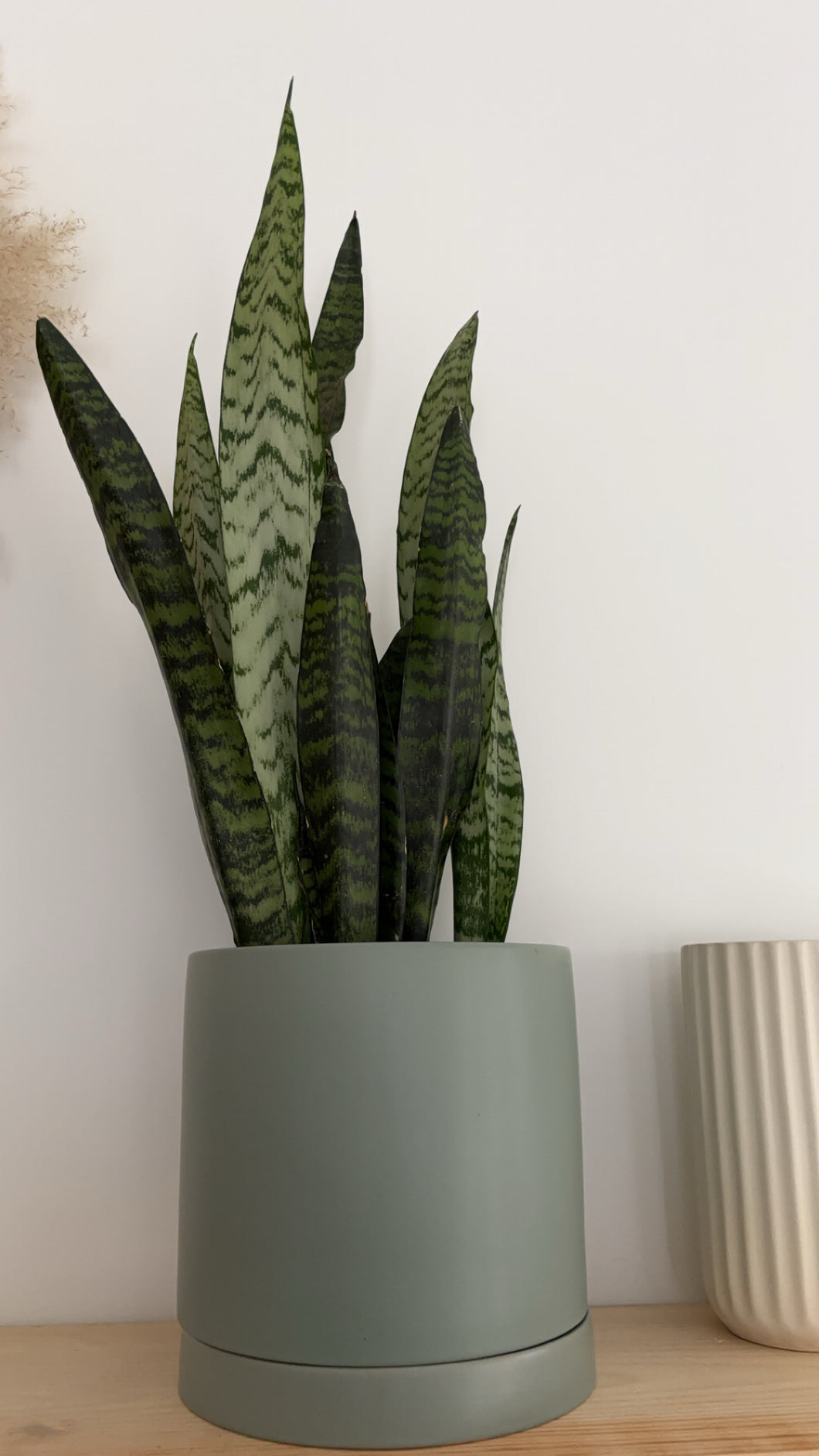 Snake Plant and Green Pot