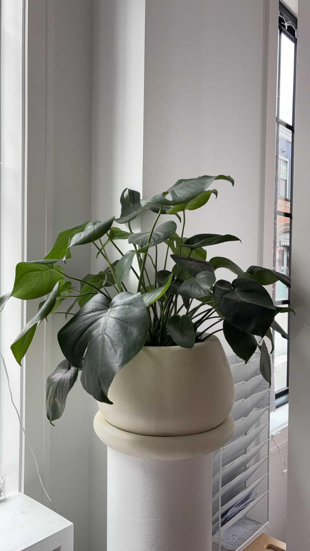 Monstera in Cream Pot